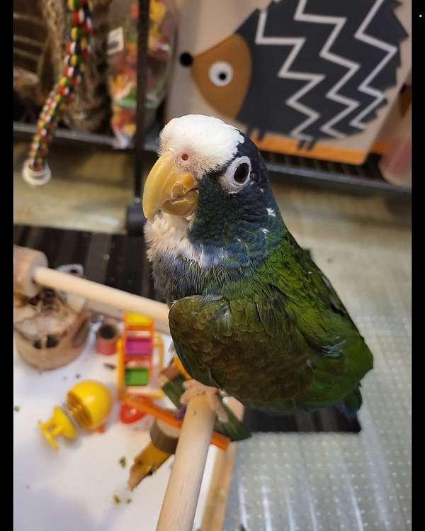 poicephalus-parrots-for-sale-in-new-york