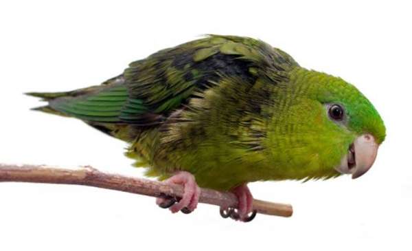 talking-tame-parrot-parakeet-for-sale