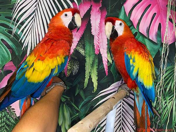 scarlet-macaw-for-sale-in-santa-fe-springs-ca