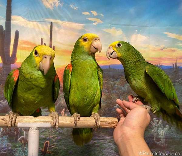 double-yellow-head-amazon-parrot-for-sale-in-santa-fe-springs-ca