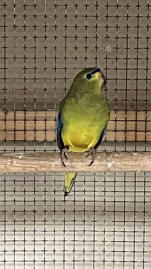 Elegant Grass Parakeet Pair