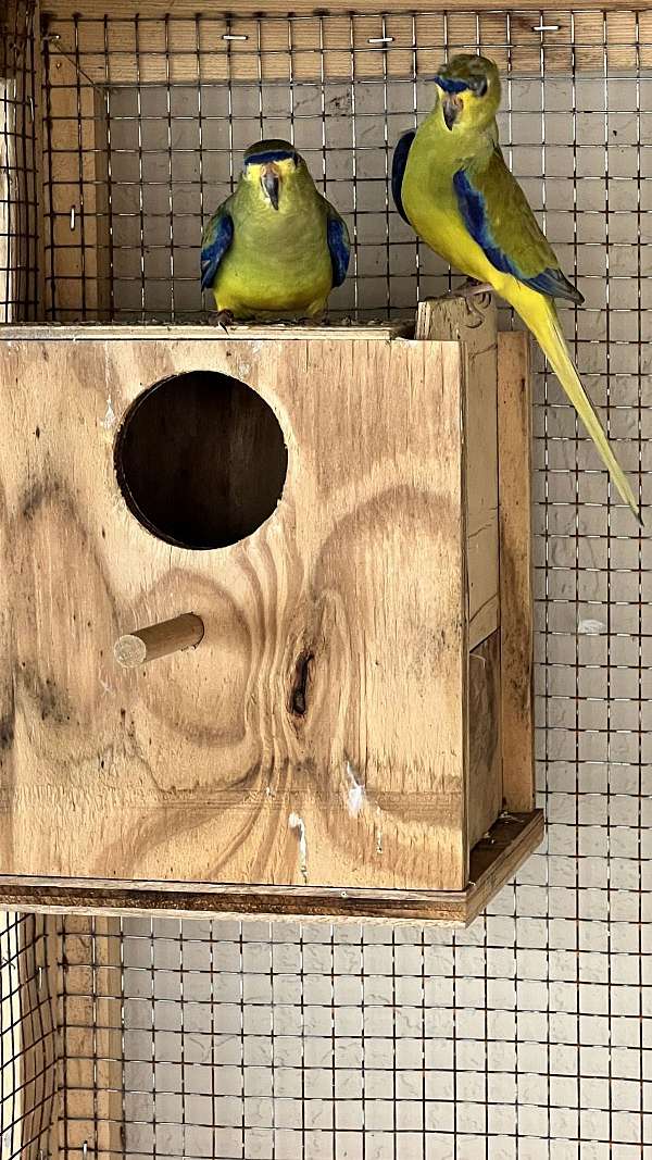 Elegants Grass Parakeet Pair