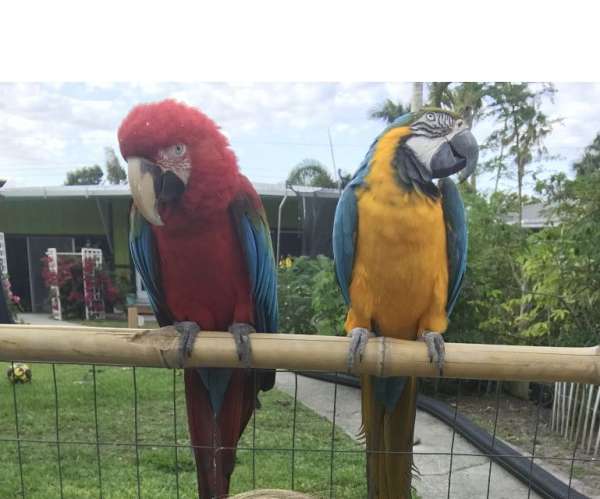 macaw-for-sale-in-crossett-ar