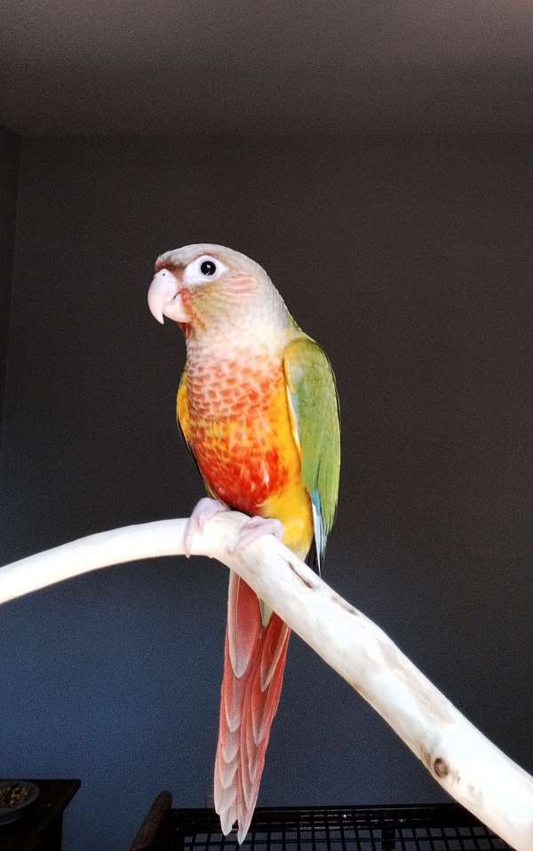 conure-for-sale