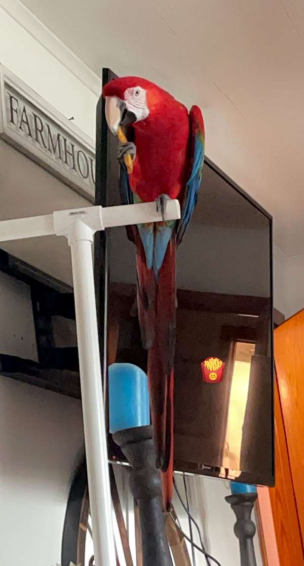 macaw-for-sale-in-brenham-tx