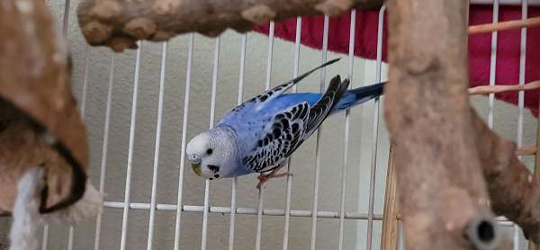 parakeet-for-sale-in-greeley-co