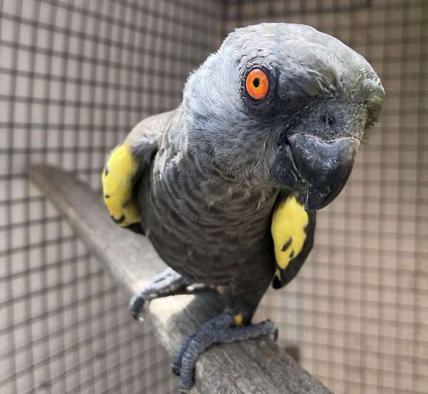 blue-poicephalus-parrots-for-sale