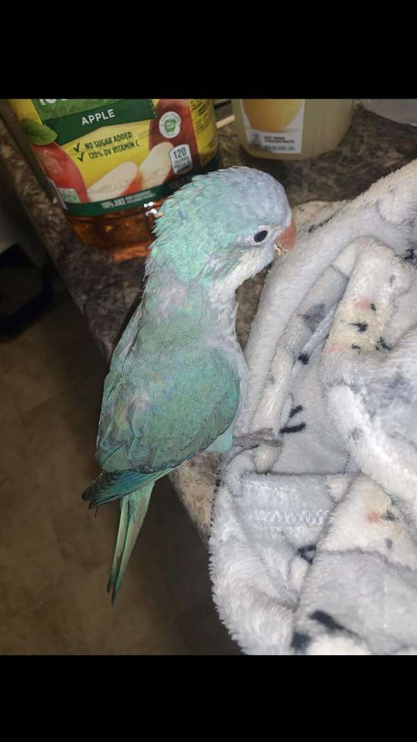 handfed-rare-quaker-parrots-for-sale