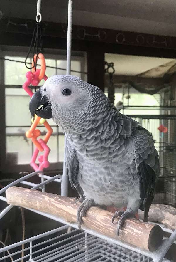 african-grey-parrot-for-sale-in-charlottesville-va