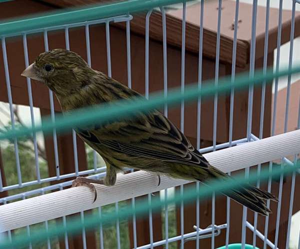 spanish-timbrado-canary-for-sale