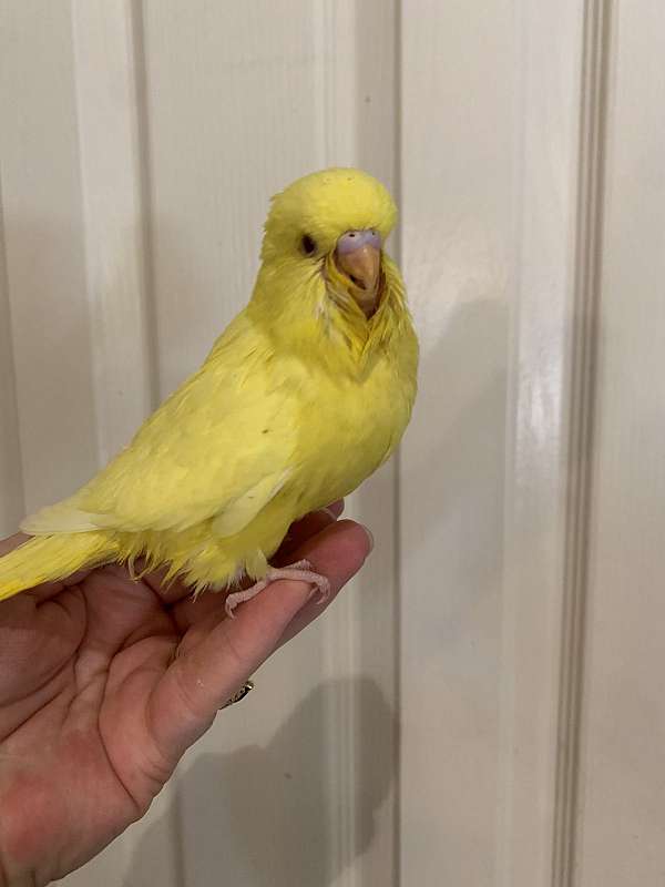 budgerigar-parakeet-for-sale-in-layton-ut