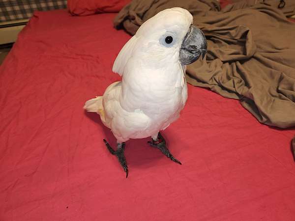 cockatoo-for-sale-in-hampstead-md