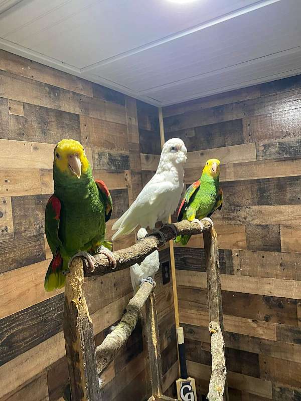 bare-eye-cockatoo-for-sale-in-durham-nc
