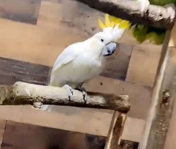 sulpher-crested-cockatoo-for-sale-in-durham-nc