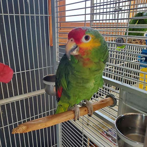red-lored-amazon-parrot-for-sale-in-iowa