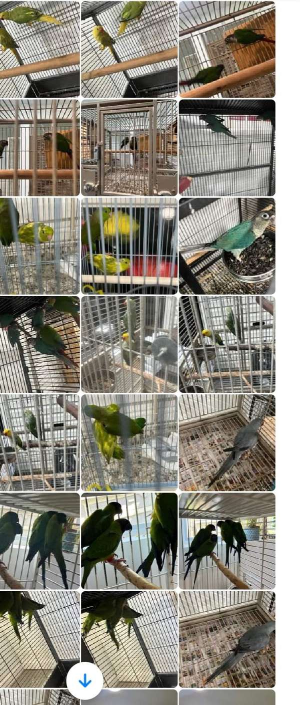 parrot-for-sale