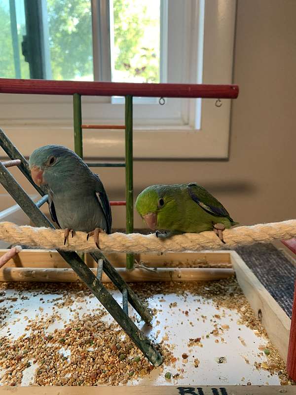 male-bird-for-sale-in-albany-ny