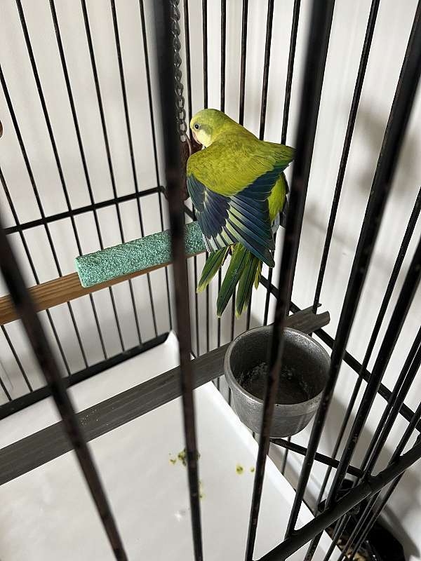 quaker-parrots-for-sale-in-clarksburg-md