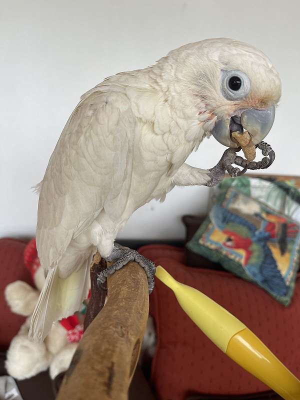 goffin-cockatoo-for-sale-in-south-carolina