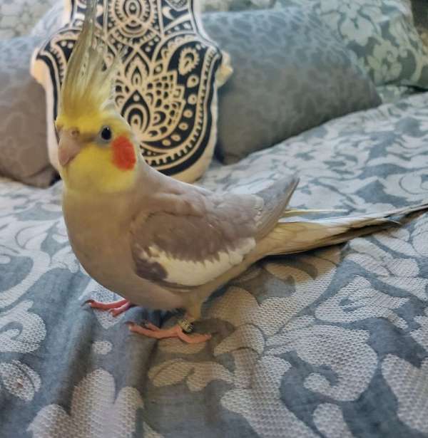 cockatiel-for-sale-in-freetown-ma