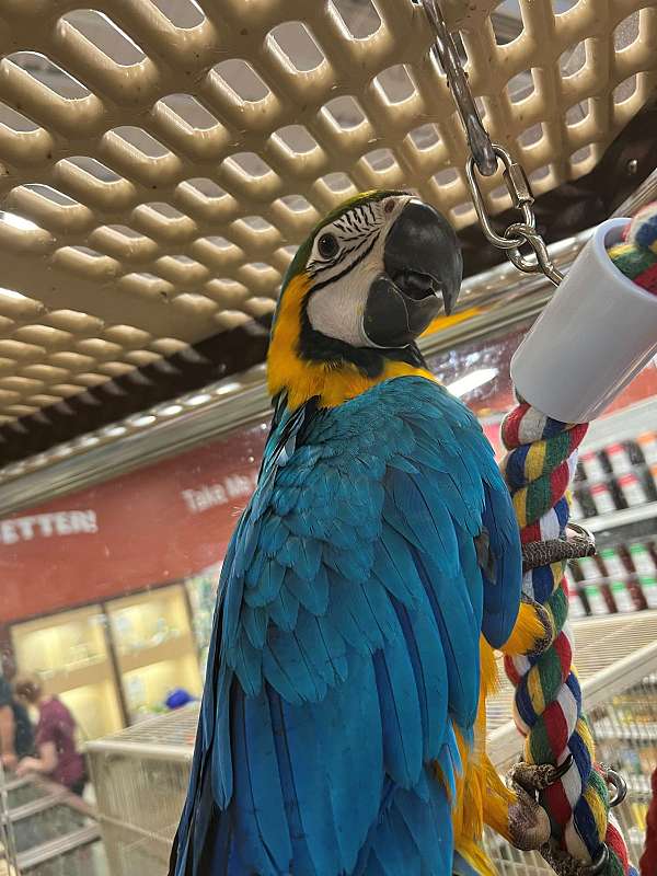 blue-gold-blue-gold-macaw-for-sale