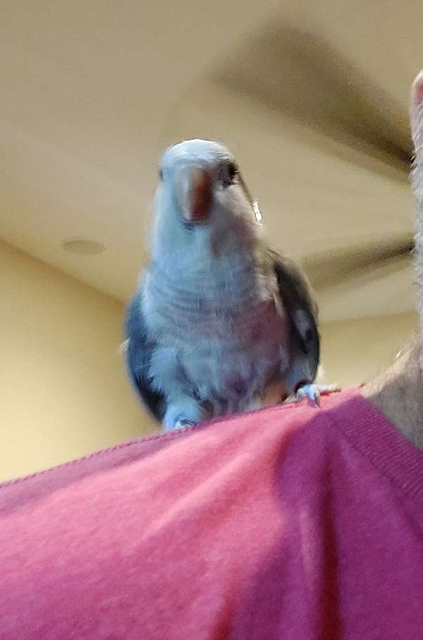 quaker-parrots-for-sale-in-peoria-az