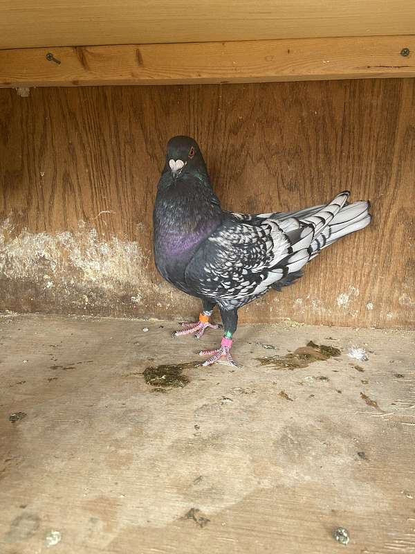 pigeon-for-sale-in-killeen-tx