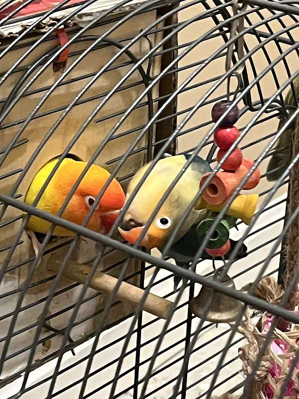 lovebird-for-sale-in-saugus-ma