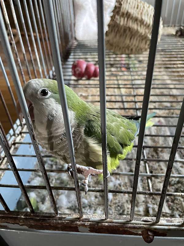 young-bird-for-sale-in-west-farmington-oh