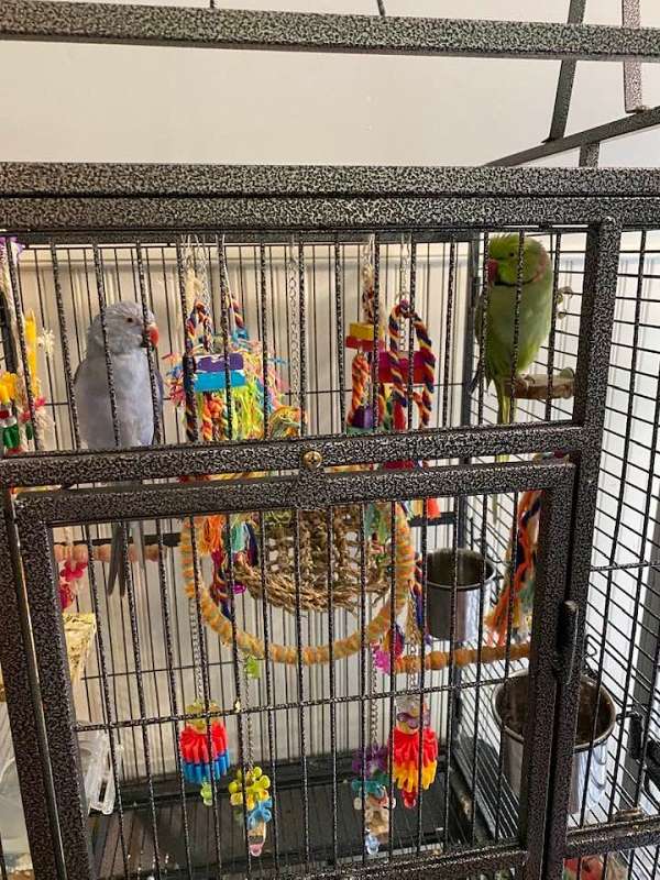 parakeet-for-sale-in-greensburg-ky