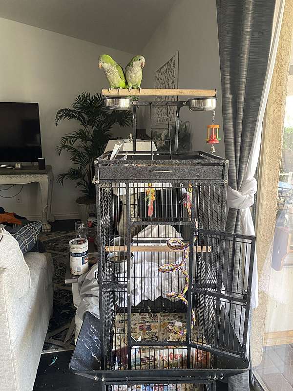 parrot-for-sale-in-surprise-az