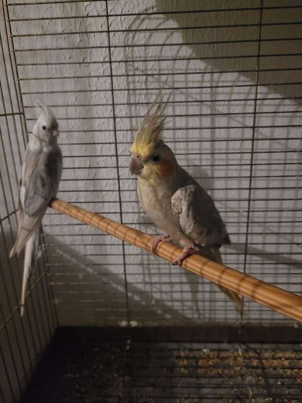 cockatiel-for-sale-in-west-chester-oh