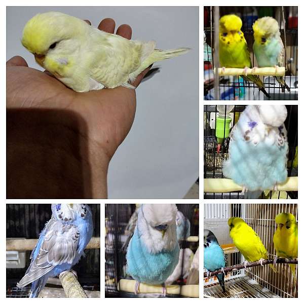parakeet-for-sale-in-auburn-wa