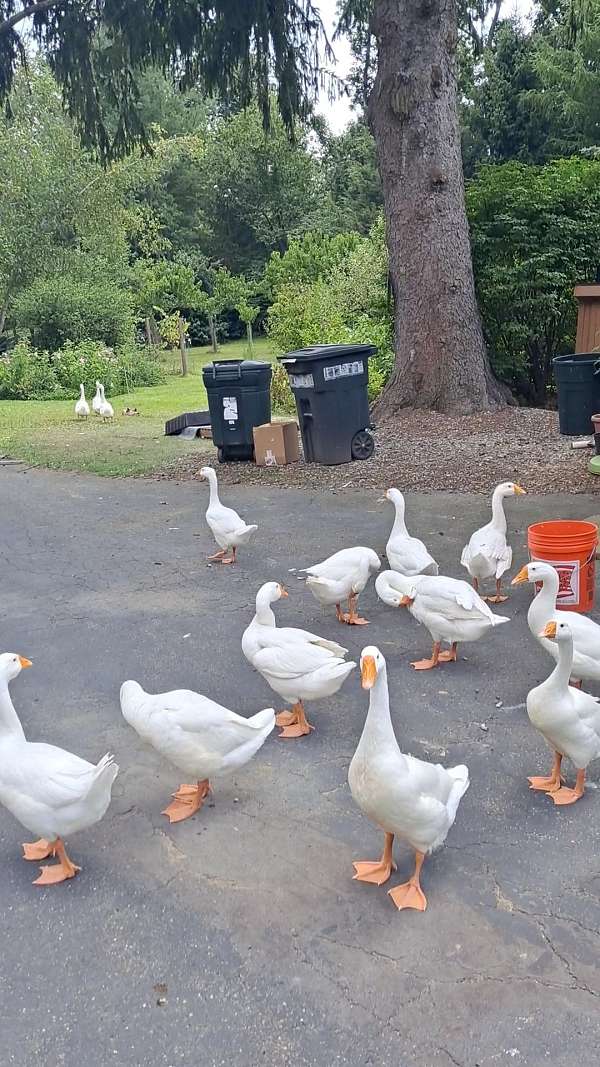 white-chinese-goose-for-sale
