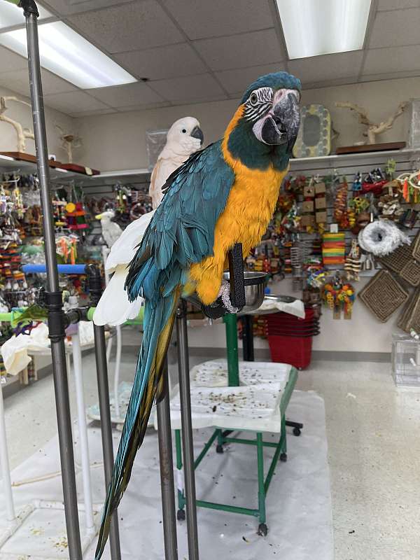 blue-throat-macaw-for-sale-in-norcross-ga