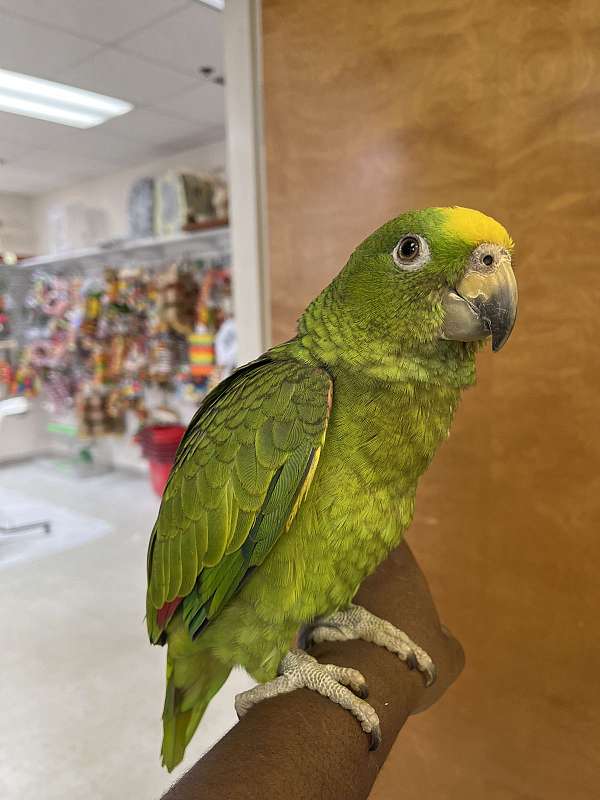 panama-amazon-parrot-for-sale-in-norcross-ga