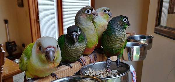 cinnamon-green-bird-adoption