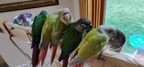 green-cheek-conure-for-sale