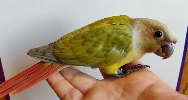 pet-bird-for-sale