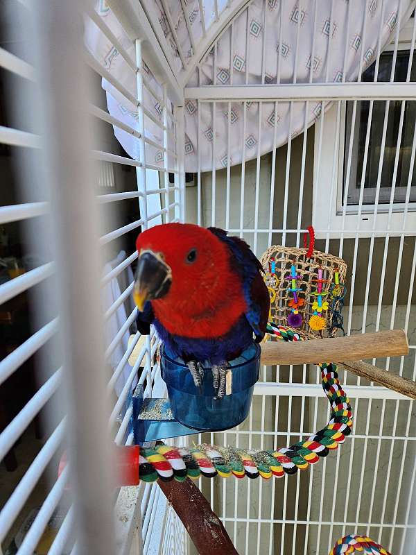 eclectus-parrots-for-sale-in-marina-ca