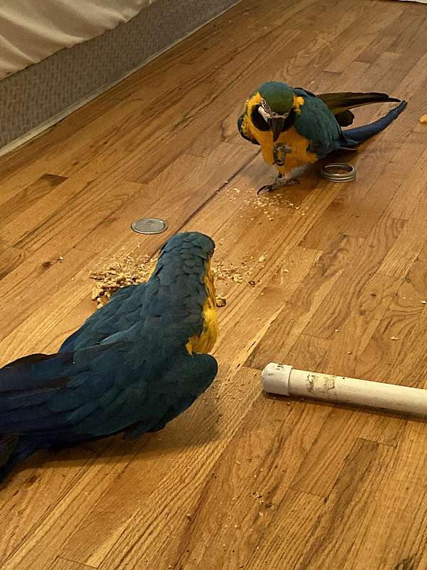 blue-gold-macaw-for-sale-in-utah
