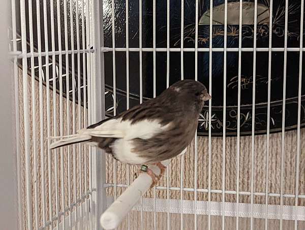 brown-white-canary-gloster-canary-for-sale