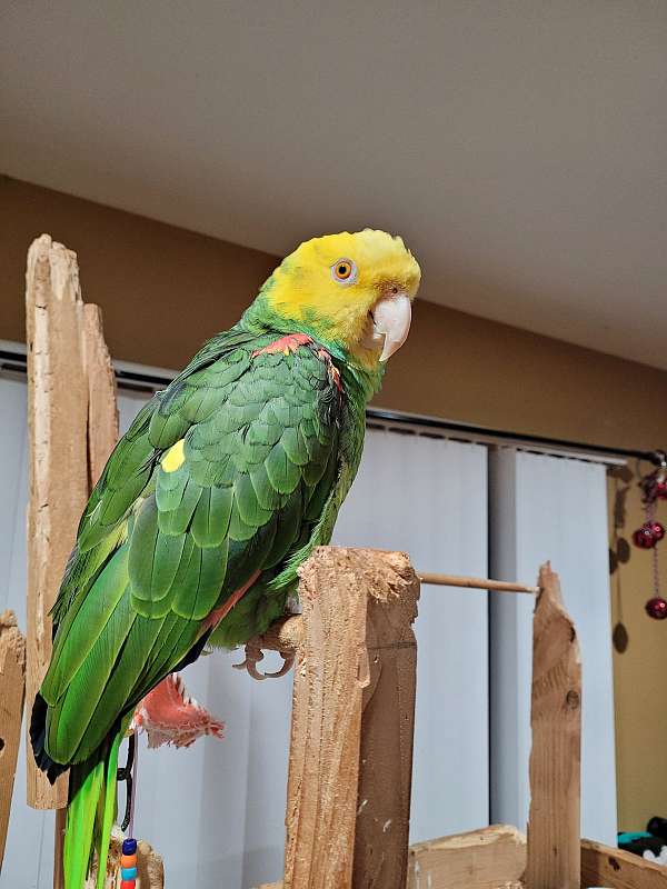 parrot-for-sale-in-mundelein-il