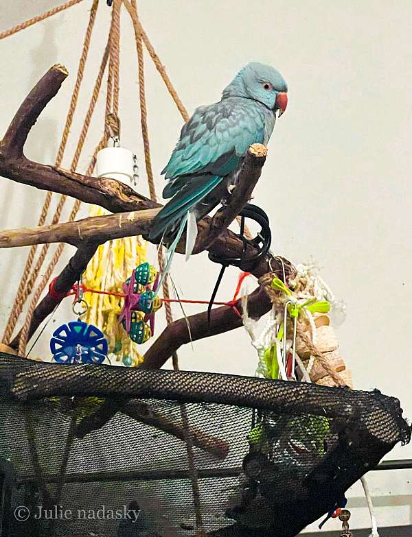 ringneck-parakeet-for-sale-in-auburn-wa