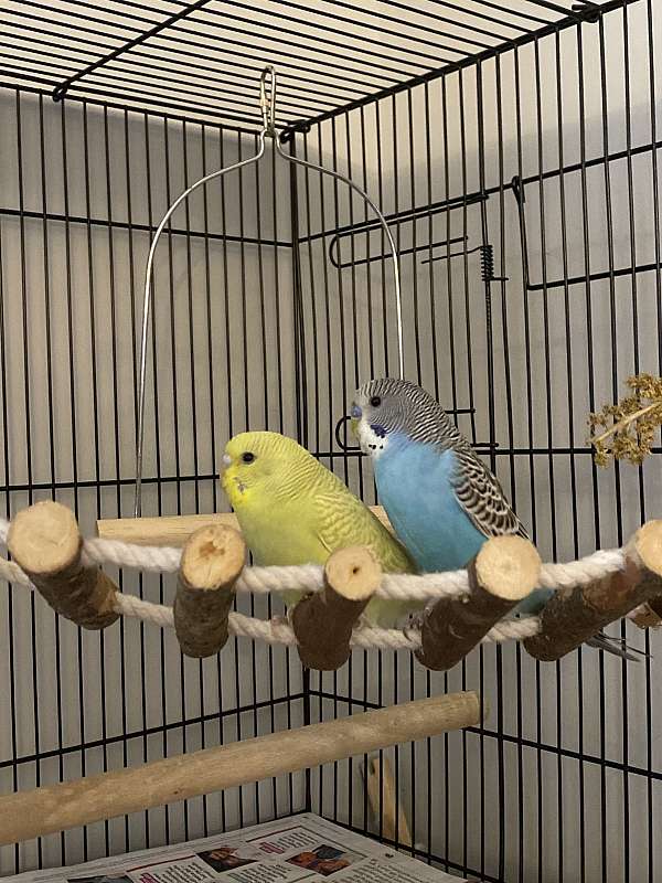 blue-yellow-bird-for-sale-in-chesterfield-va