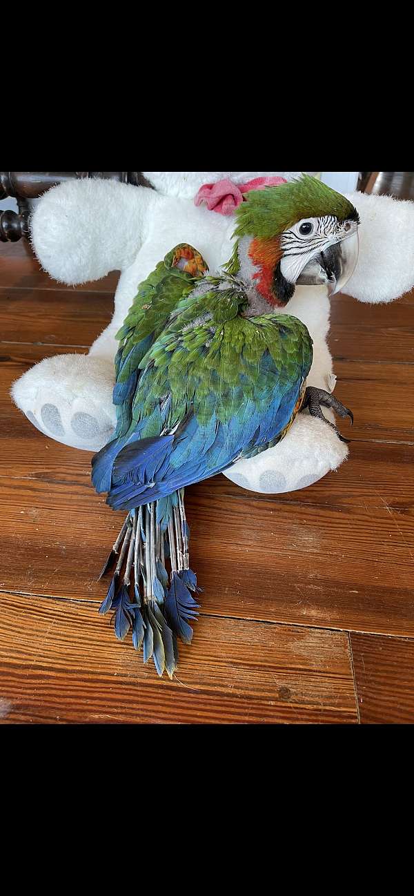 hybrid-macaw-for-sale-in-awendaw-sc