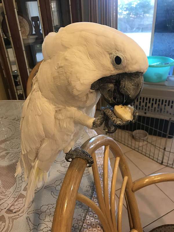 white-cockatoo-for-sale