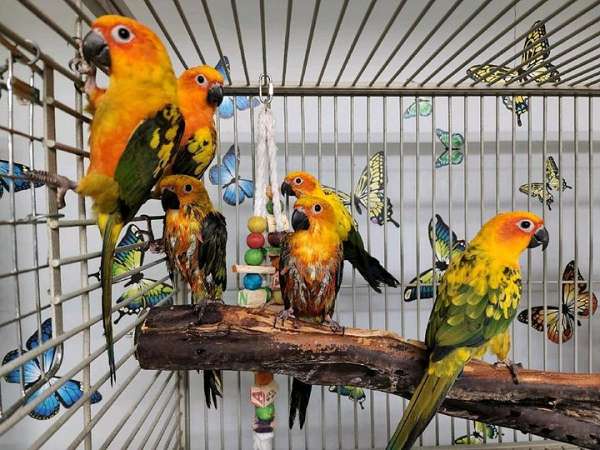 sun-conure-for-sale