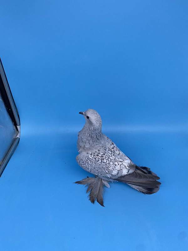 pigeon-for-sale