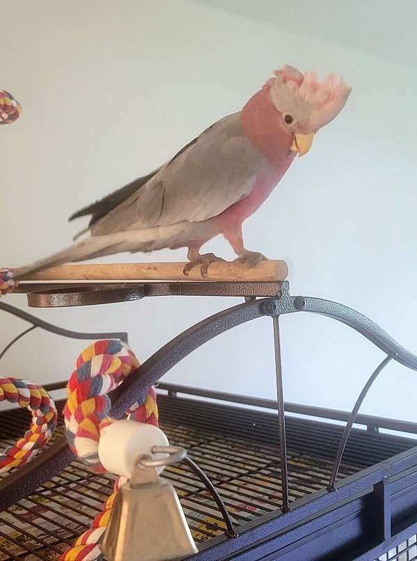 rose-breasted-cockatoo-for-sale-in-portland-or